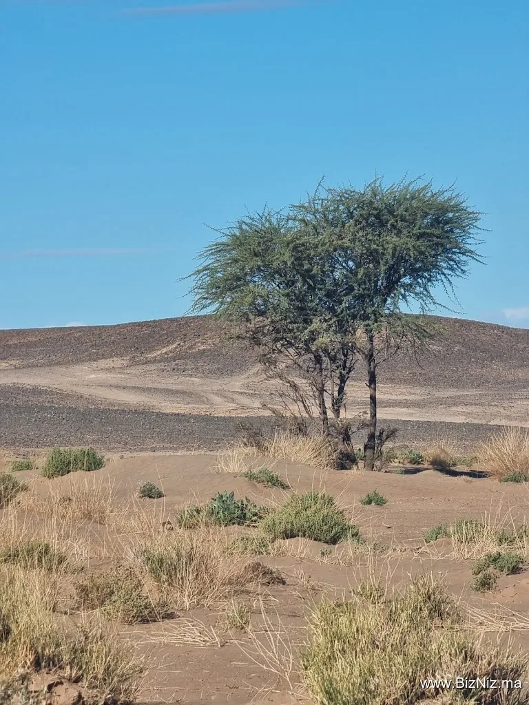 Authentic desert magic experience