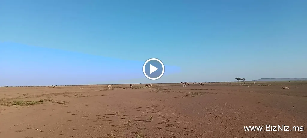 Authentic desert magic experience