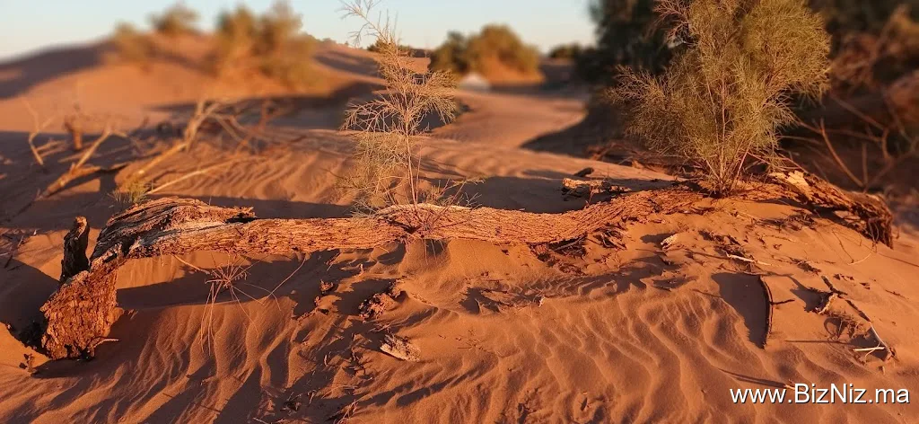 Loud Sahara