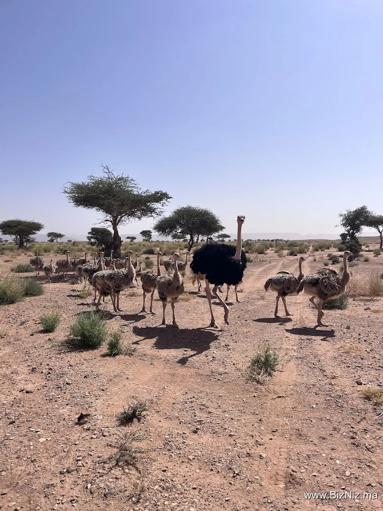 Loud Sahara