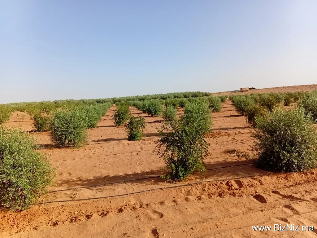 عكلة السدرة